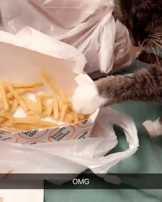 awshiba17:coolcatgroup:They are evolving….Cat eating french fry! @mostlycatsmostly