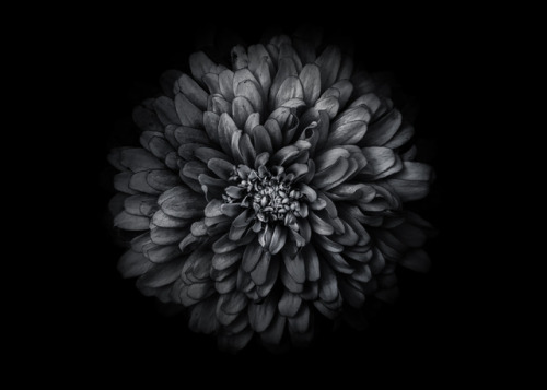 Backyard Flowers In Black And White 68.
Continuation of an ongoing series of black and white photographs of flowers grown in our backyard and in the gardens of our neighborhood here in Toronto Canada.
Original photography using a Canon EOS 60D body...