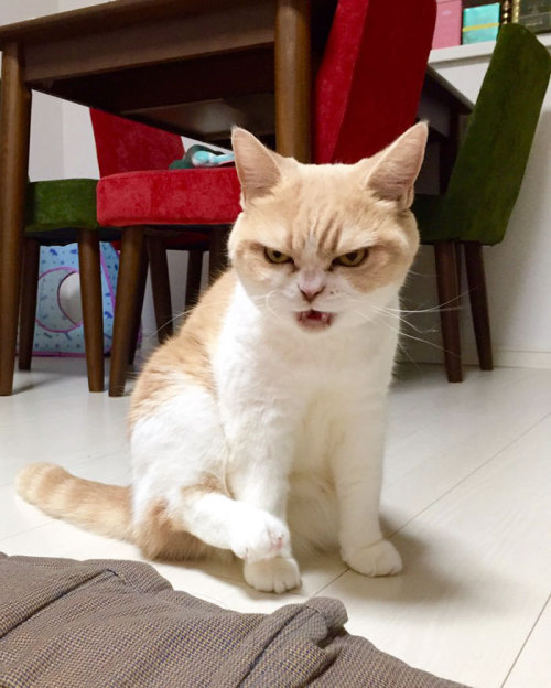 sinister cat is always ready to kill someone