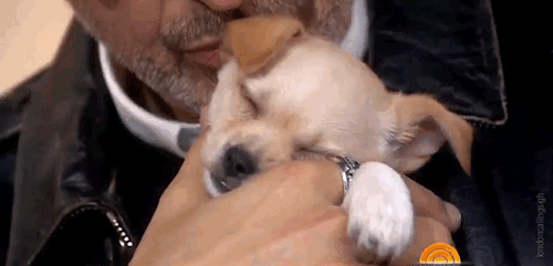 londoncallingsigh:  Jeff Goldblum with sleeping pupper (The Video)
