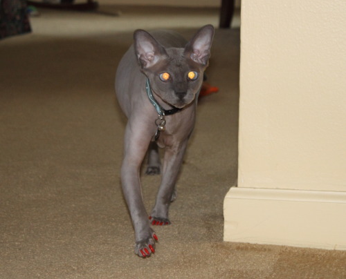 warrenthesphynx:Warren - I’m in charge here