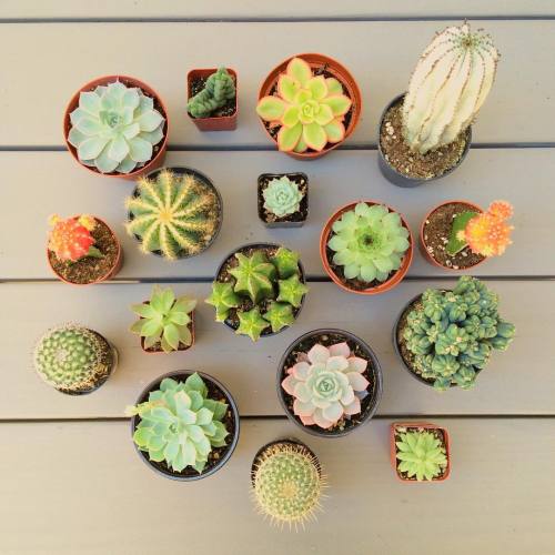 osita-mimi:Wow soo cute cactus