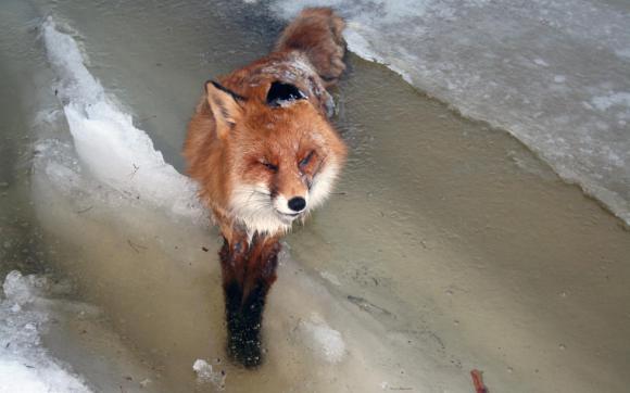 sixpenceee:  Fox Found Frozen Alive in Norway RiverNot far from highway E18 in Kragerø,