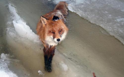 Sex sixpenceee:  Fox Found Frozen Alive in Norway pictures