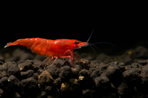 animals-animals-animals:  Cherry Shrimp (by Riccardo Cupardo)