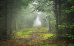1675223:Darley Mist by J C Mills Photography