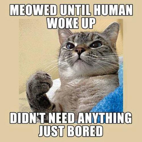 advice-animal:  Every Night This Happenshttp://advice-animal.tumblr.com/ 