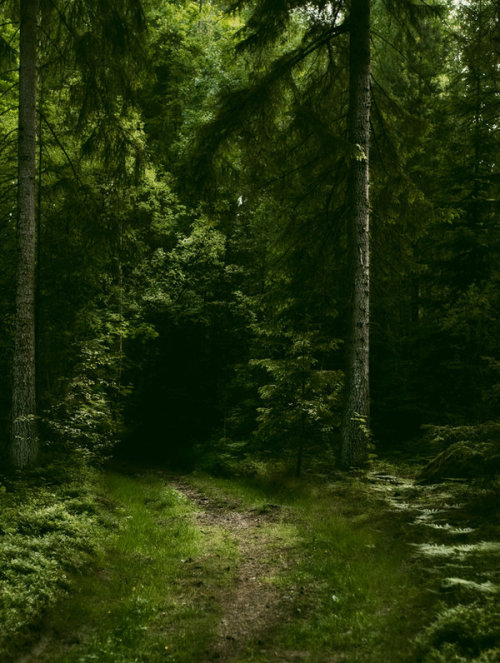 cuiledhwenofthegreenforest: Welcome to my Sherwood by Karl-Filip
