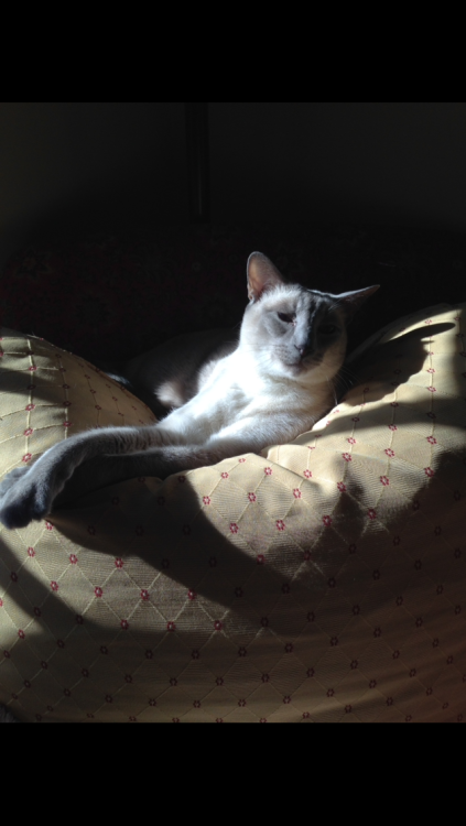 rosemaryoutlook:lol why does this pic of my cat look like an old Dutch painting?