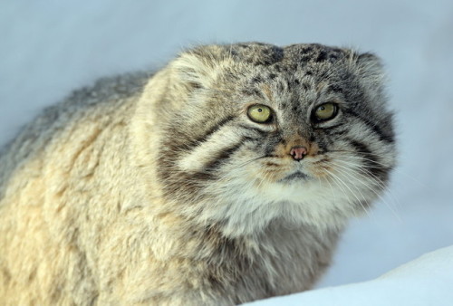 More Pallas Cat (via mbibi)