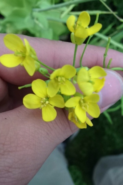 internetcooldad:  Garden flower appreciation post?