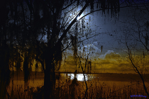 A view through a tree by Shedraway Photos on Flickr.