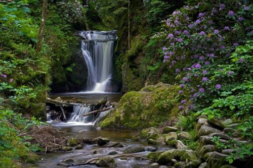  Geroldsauer Wasserfall & Rhododendron by Oliver Griebl