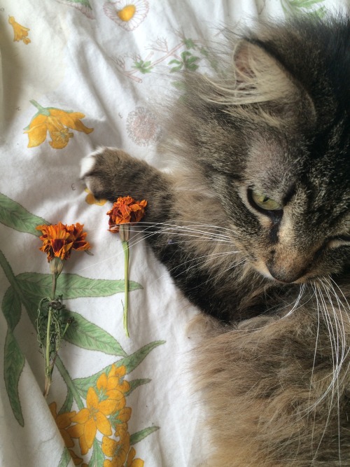 vvristss:Dried marigolds and my marigold