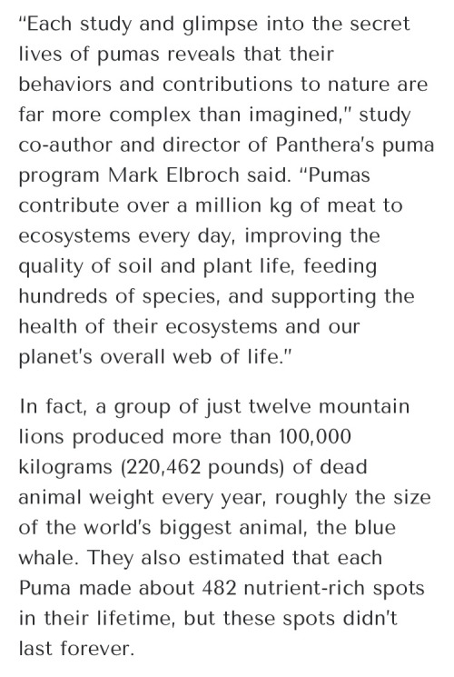 The Mountain Lions Are Unwittingly Practicing Witchcraft To Improve Their Hunting Chances And Leaving