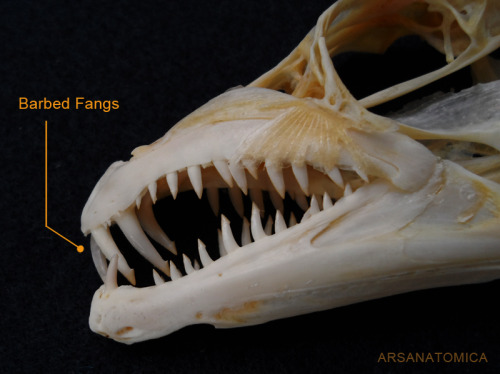 arsanatomica:Most people think of the skull as a single bone, with a detached lower law. In reality,