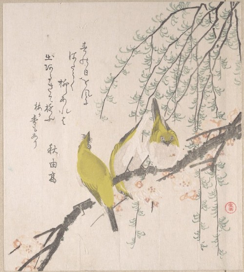 Japanese White-Eyes with Plum Tree and Willow (from Spring Rain Surimono Album), Kubo Shunman, ca. 1