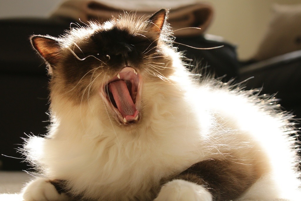 89cats:  (by freshpicture)