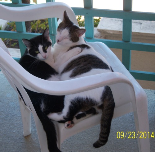 Jane on left and Buddy all palsy walsy sleeping in a chair on the balcony. (submitted by rhadley1)