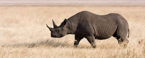  There were once eight subspecies of black rhinoceros.  Three of these subspecies are now extinct, w