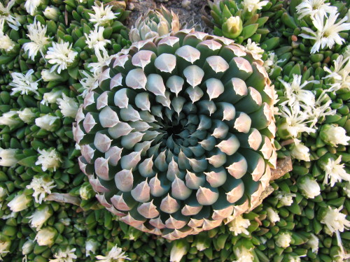 andrewsplants:  randomc:   Orostachys spinosus by Robb Smith  Do you ever see a plant and get upset 