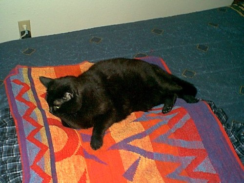 scarybaldguy:My longest best friend, Knack. 03/1991-11/2009.
