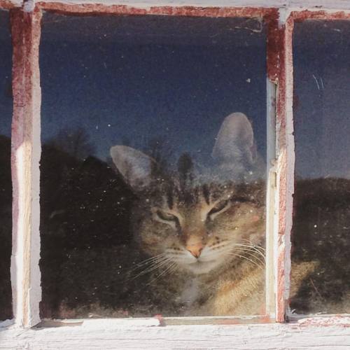 Miss Smugpuss has decided the farm store is now her domain too. #barncat #farmstore #securityguard (