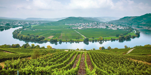 corkshrewd:The steep slopes of the Mosel region of Germany, from which fruity and refined Rieslings 