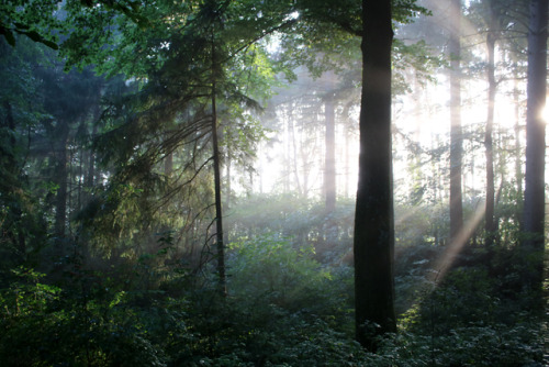 a morning mood in the woods - to the light