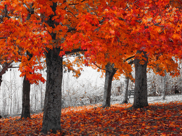 cozyautumnchills:  Autumn series by ZEDZaP on Flickr. 