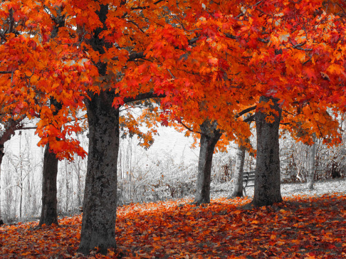 cozyautumnchills:  Autumn series by ZEDZaP on Flickr. 