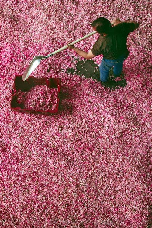 chanelbagsandcigarettedrags:  Drying petals for perfume (Grasse, Provence)