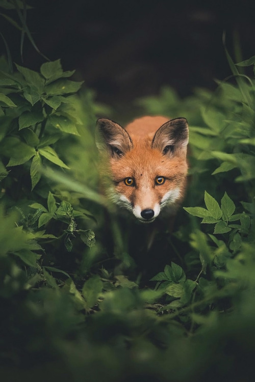 souhailbog:Curious fox cub walking towards my camera By Kpunkka