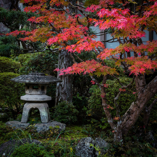 Stone Lantern and Maple by João Maia A small stone lantern and maple tree at the entrance of Ekoin T