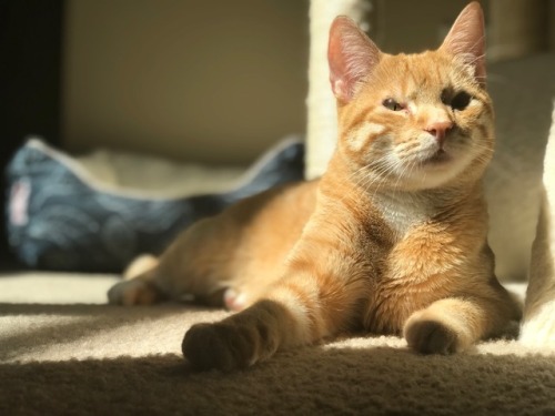 Boba my beautiful boy. It’s so amazing how cute he is with his birth defects his top eye lids 