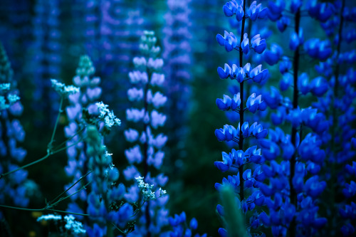 annafridacharlotte: Lupines by the roadside, July 2020.