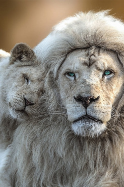 souhailbog:  White Lion with cub By Jean