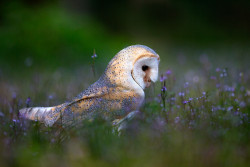 beautiful-wildlife:  Owl by Stefano Ronchi