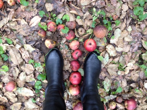 blueshoesandbluemountains:This orchard with the inexplicable empty circle in the middle where not ev