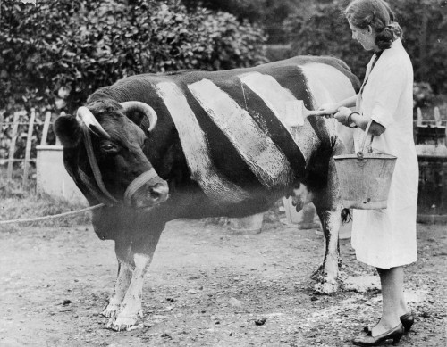 An Essex farmerpaints a black cow with white stripes (WW2), so that it will bevisible to motorists i