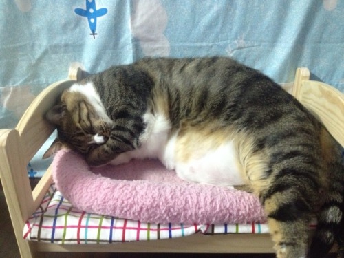 americanlibraryassoc:catsbeaversandducks:Doll Bed Is The New Box All photos via Reddit. Please click