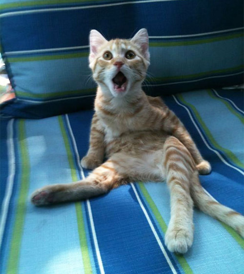 abraintumorforbreakfast:sweetleaf27:boredpanda:Astonished Animals Who Are Freaked Out By What’