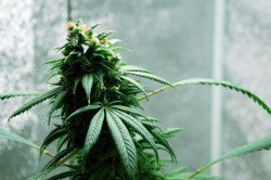 grow-your-weed:  Grow your own cannabis -