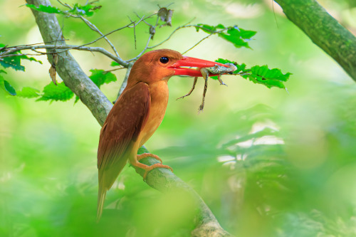 birds-of-all-kinds3 - Birds