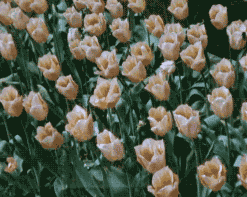 Loud Silence