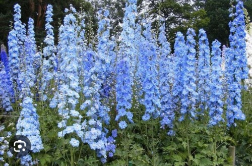 Jellical Cats' Favorite Flowers