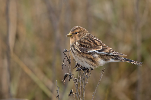 Twite (Carduelis flavirostris) &gt;&gt;by Chris Upson 