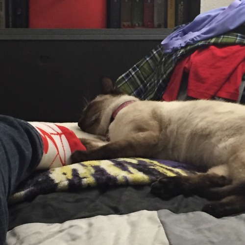 Sasha is in love with my socks. Even, apparently, when they&rsquo;re on my feet. Now she&rsquo;s fal