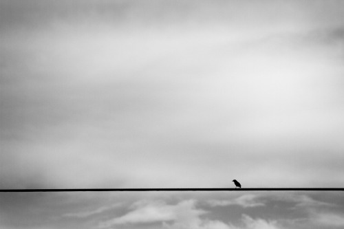 Bird on a Wire / Irvington, KY, July 30, 2013.