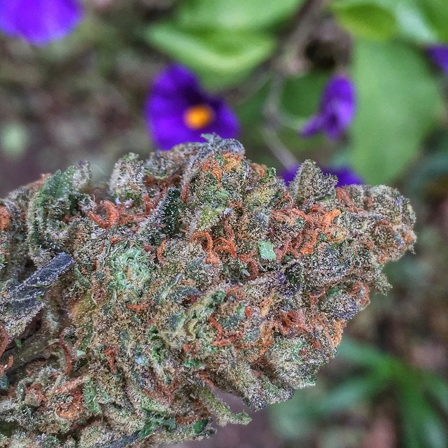 weedporndaily:  Levels to this shit 🔥 gettin high on my lunch break 🙌⛽️🍪